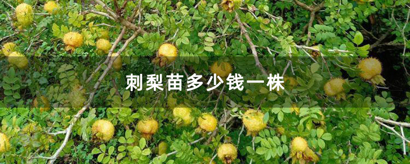刺梨园 刺梨园