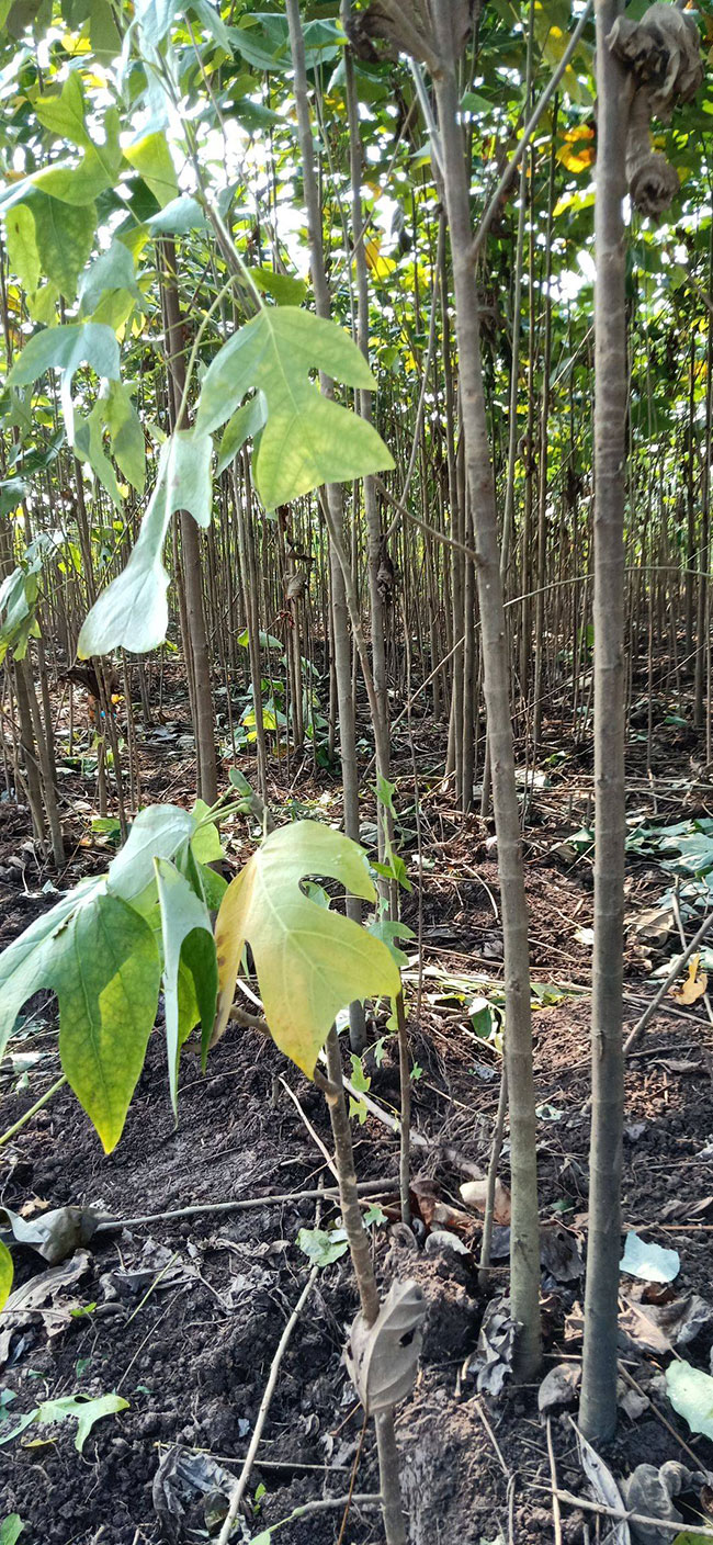 马褂木价格 市场最新马褂木价格行情 马褂木价格 市场最新马褂木价格行情