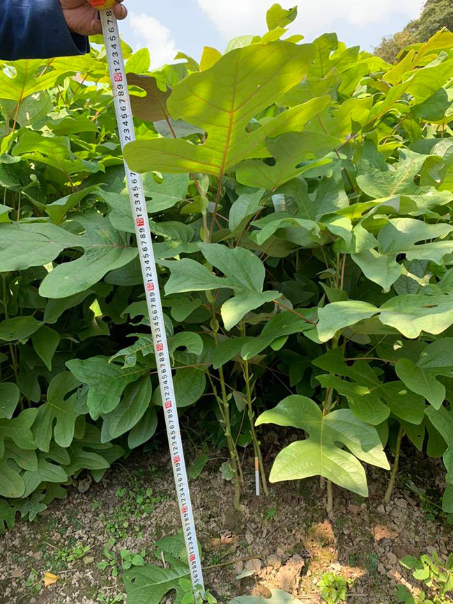 马褂木价格 市场最新马褂木价格行情 马褂木价格 市场最新马褂木价格行情