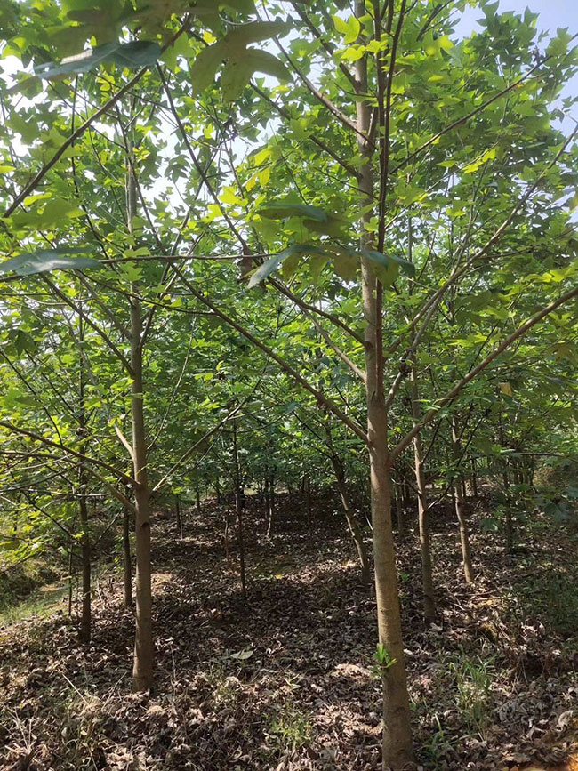 马褂木价格 市场最新马褂木价格行情 马褂木价格 市场最新马褂木价格行情