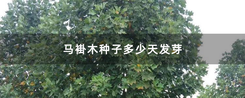 马褂木 马褂木