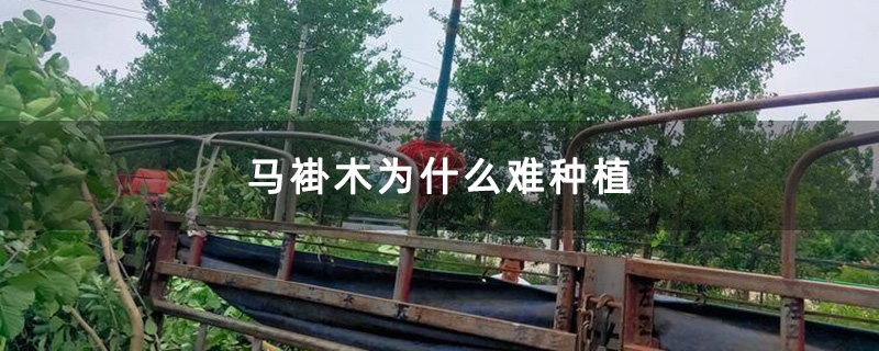 马褂木起苗 马褂木起苗