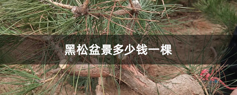 黑松盆景多少钱一棵 黑松盆景多少钱一棵