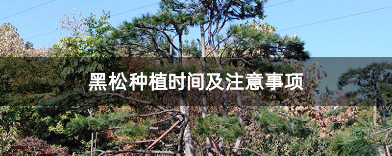 黑松种植时间及注意事项 黑松种植时间及注意事项