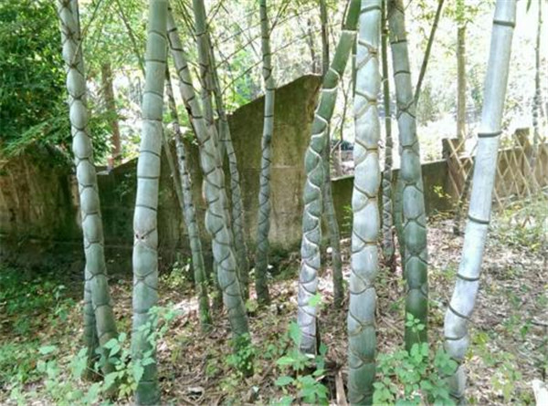 龟甲竹基地图片
