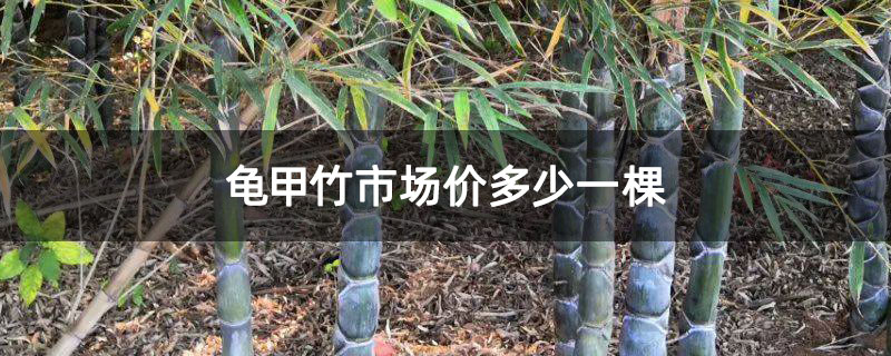龟甲竹市场价多少一棵 龟甲竹市场价多少一棵