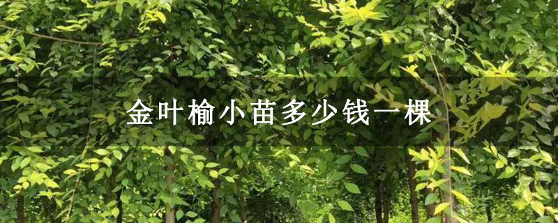 金叶榆小苗多少钱一棵 金叶榆小苗多少钱一棵