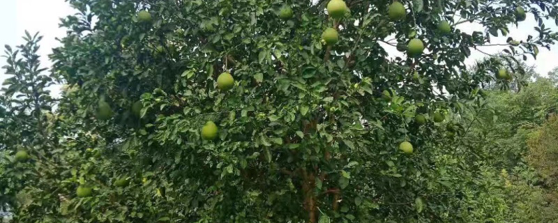 8公分香泡树 8公分香泡树