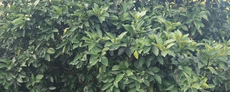 13公分香泡树 13公分香泡树