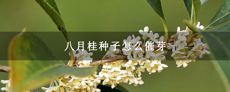 八月桂种子怎么催芽 八月桂种子怎么催芽