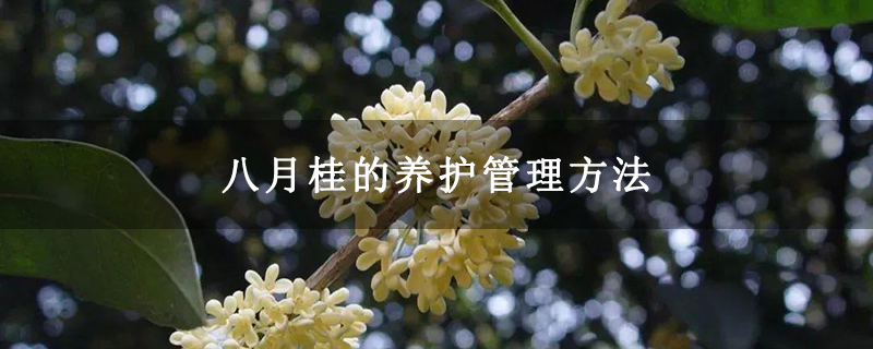 八月桂的养护管理方法 八月桂的养护管理方法