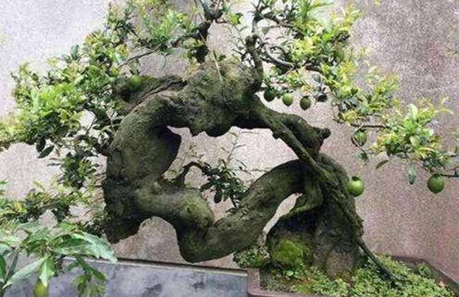 金弹子价格多少钱一棵?金弹子种植方法有哪些? 金弹子价格多少钱一棵?金弹子种植方法有哪些?