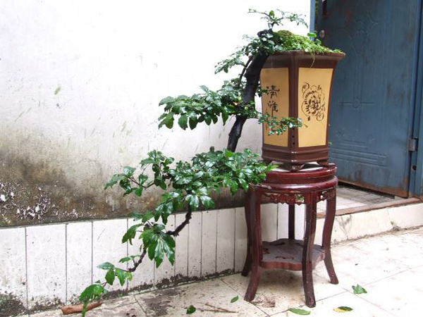金弹子 金弹子