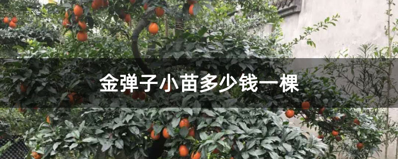 金弹子小苗多少钱一棵 金弹子小苗多少钱一棵