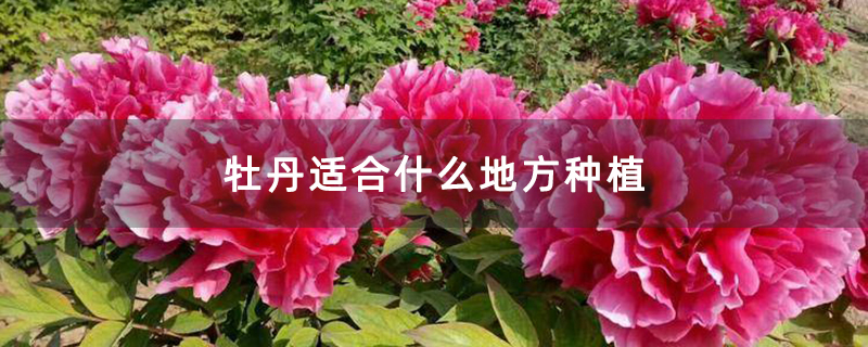 牡丹适合什么地方种植 牡丹适合什么地方种植