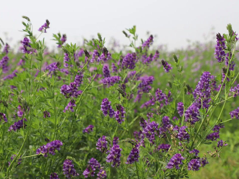 豆科固氮植物牧草紫花苜蓿耐寒耐旱