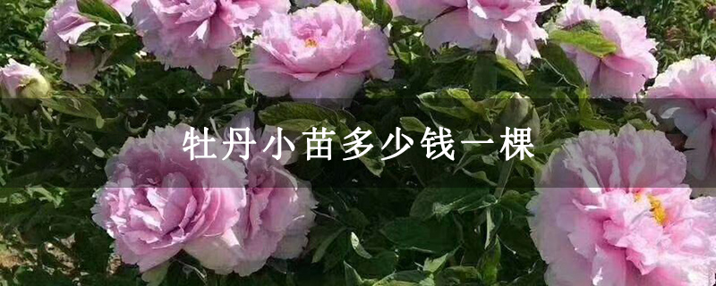 牡丹小苗多少钱一棵 牡丹小苗多少钱一棵
