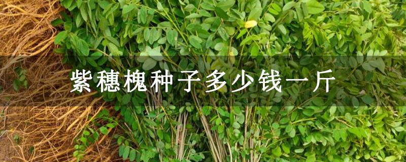 紫穗槐种子多少钱一斤
