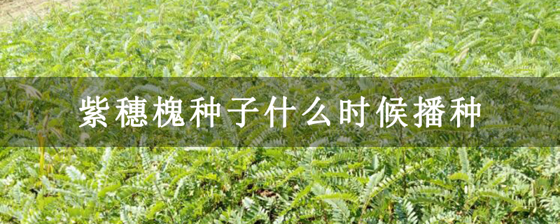紫穗槐种子什么时候播种
