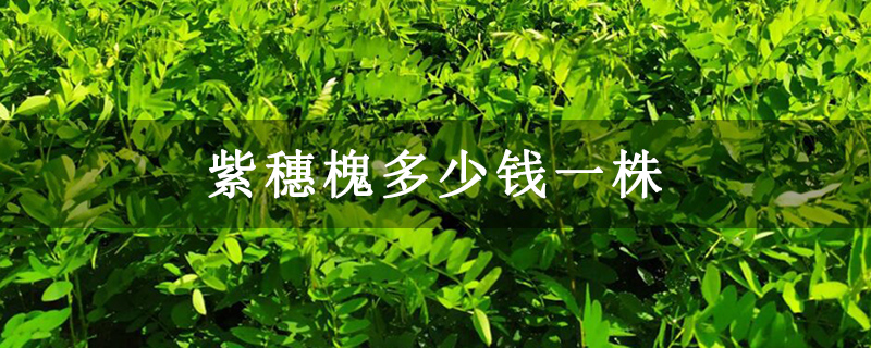 紫穗槐多少钱一株