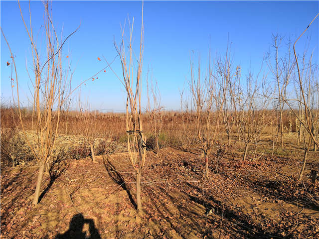 黄栌照片种植基地实拍 黄栌照片种植基地实拍