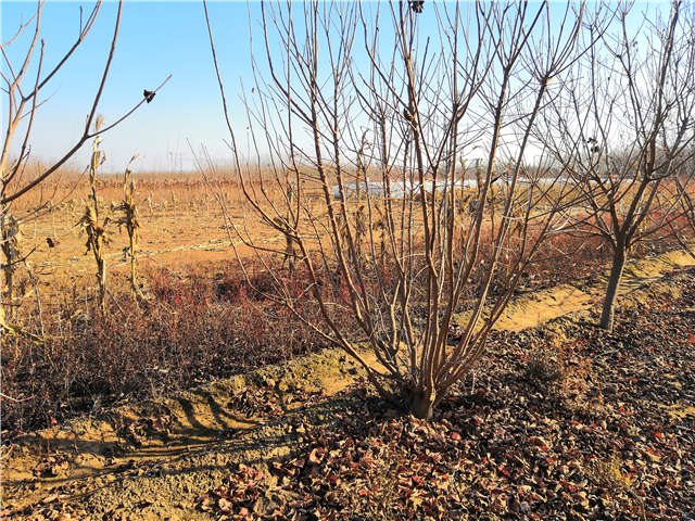 丛生黄栌照片种植基地实拍 丛生黄栌照片种植基地实拍