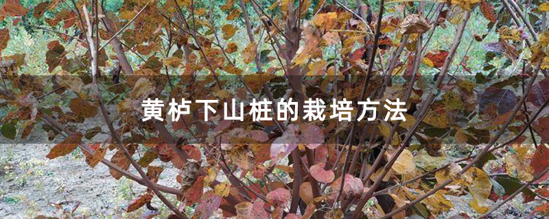 野生黄栌树 野生黄栌树