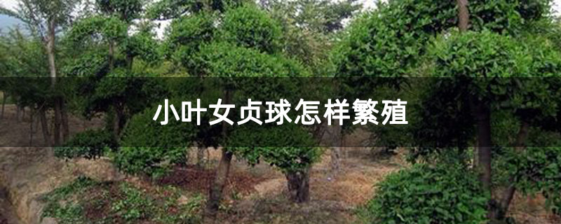 小叶女贞球怎样繁殖 小叶女贞球怎样繁殖