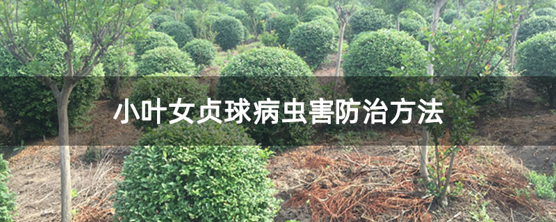 小叶女贞球病虫害防治方法 小叶女贞球病虫害防治方法