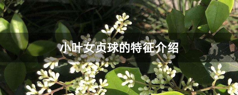 小叶女贞球的特征介绍 小叶女贞球的特征介绍