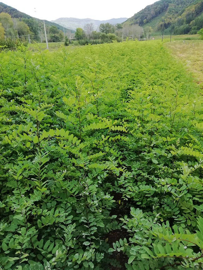 刺槐树苗价格行情 刺槐树苗价格行情