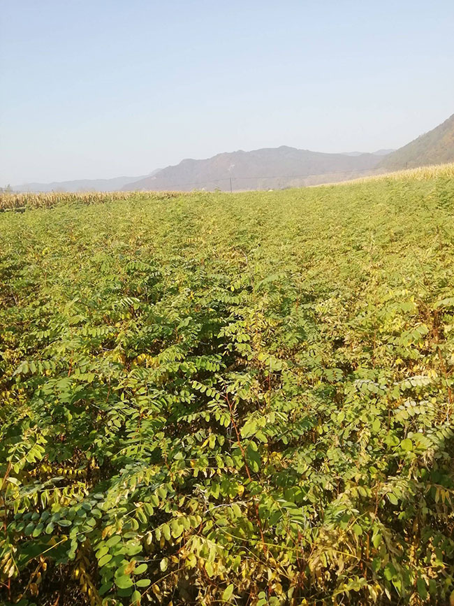 刺槐树苗价格行情 刺槐树苗价格行情