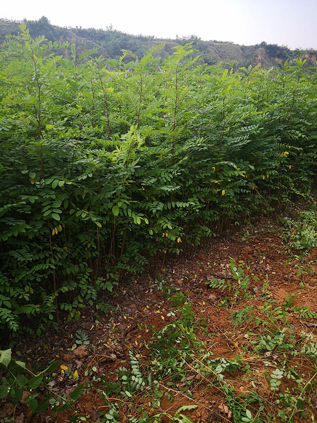 刺槐树苗价格行情 刺槐树苗价格行情