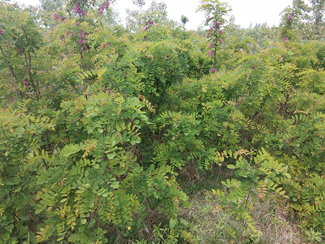香花槐 香花槐