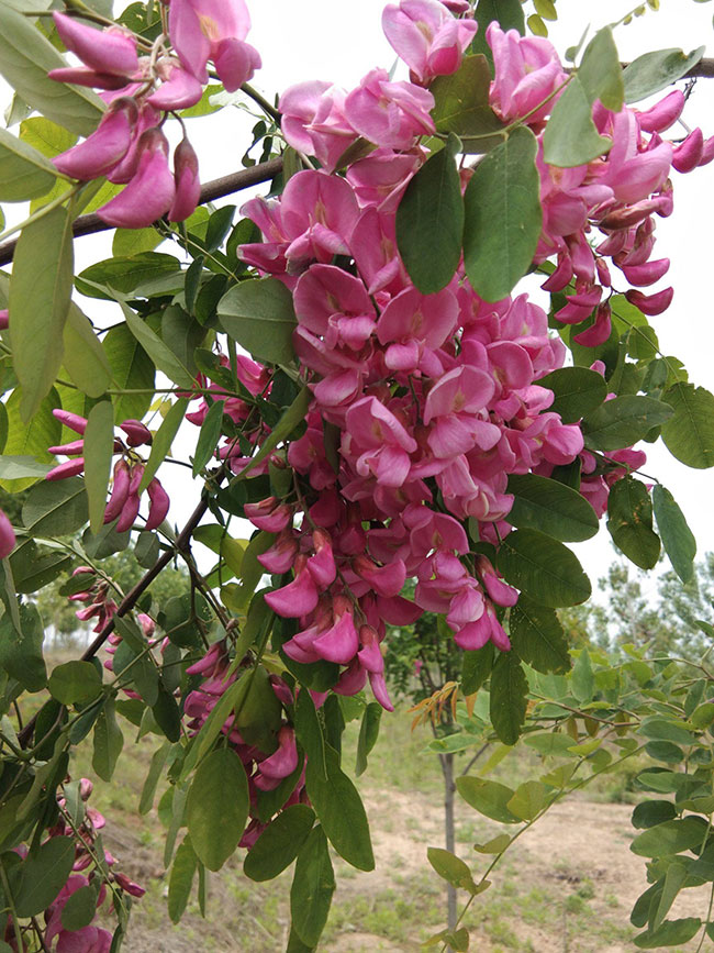 香花槐 香花槐