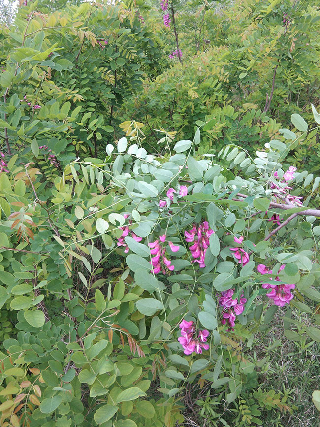 香花槐 香花槐