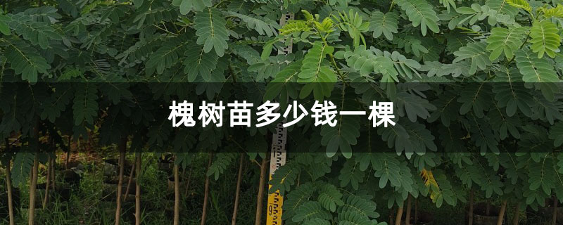 槐树苗多少钱一棵 槐树苗多少钱一棵