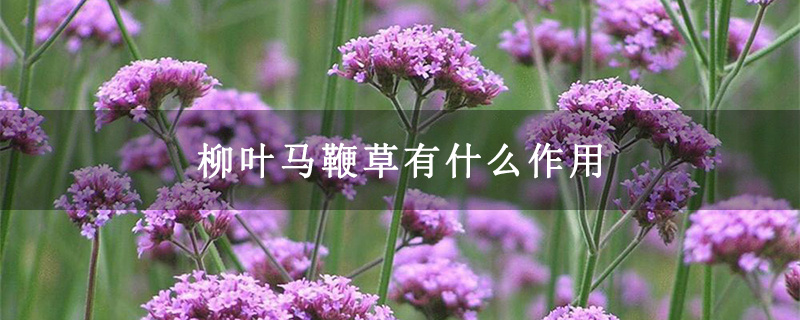 柳叶马鞭草有什么作用 柳叶马鞭草有什么作用