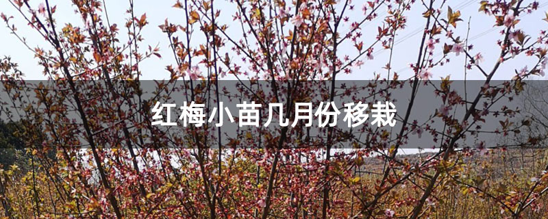 红梅小苗几月份移栽 红梅小苗几月份移栽