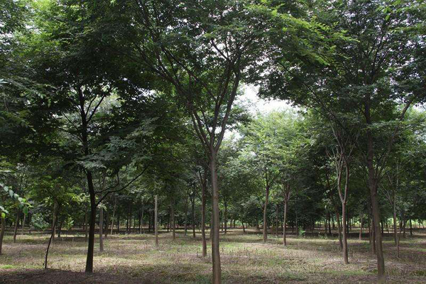 榉树基地实拍 榉树基地实拍