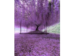 紫藤花可以栽院里吗