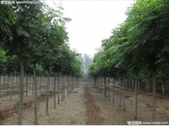 北方道路绿化植物