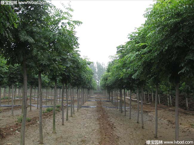 江苏沭阳黄山栾树种植基地