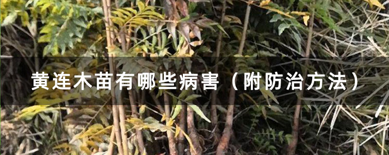 黄连木苗有哪些病害(附防治方法) 黄连木苗有哪些病害(附防治方法)