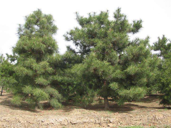 华山松 华山松
