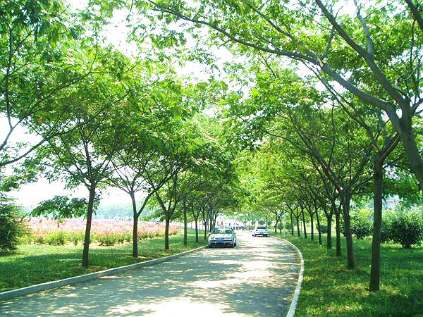 产地实拍合欢花树03.jpg