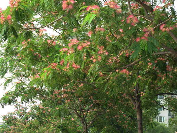 合欢树 合欢树