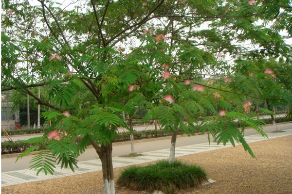 合欢树2.jpg