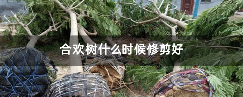 合欢树什么时候修剪好 合欢树什么时候修剪好