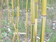 西北能种竹子吗